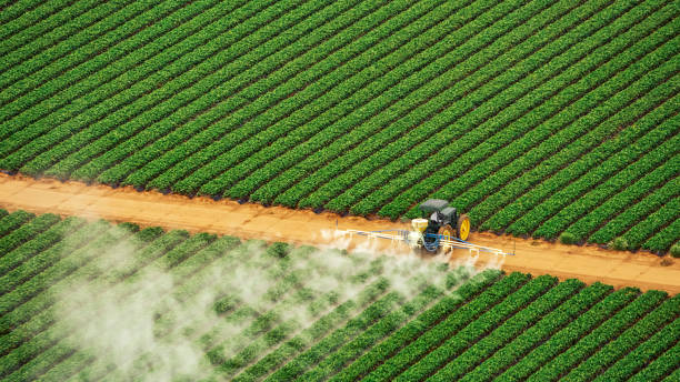 Best Termite Control Services  in Gallup, NM