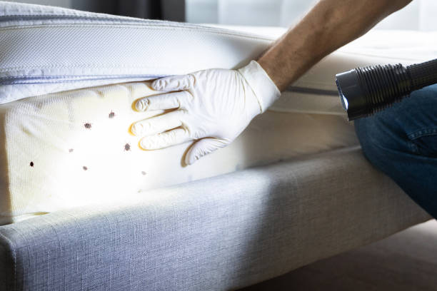 Best Wasp Removal Services  in Gallup, NM